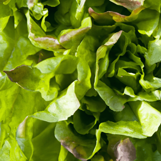 Baby leaf lettuce