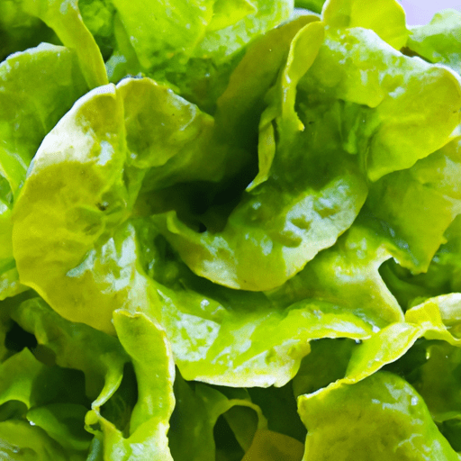 Butter lettuce leaves